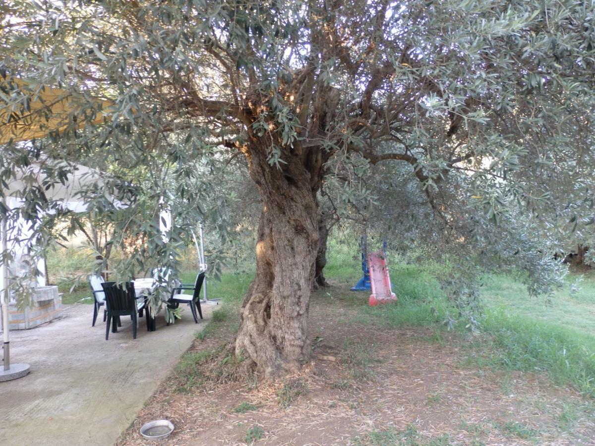 The Small House In The Olive Grove 莱福卡斯特龙 外观 照片